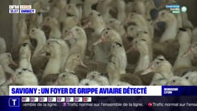 Rhône : un foyer de grippe aviaire détecté à Savigny