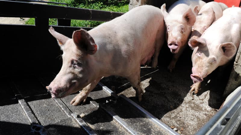 En 2018, 582 fermes françaises étaient engagées en porcins bio 