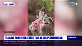Hautes-Alpes: 44 brebis victimes d'une attaque de loups au Bersac