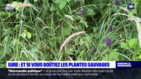 Eure: des goûters organisés... pour faire découvrir des plantes sauvages