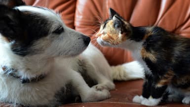 Un chien et un chat de compagnie dans un appartement.