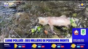Liane polluée: des milliers de poissons morts