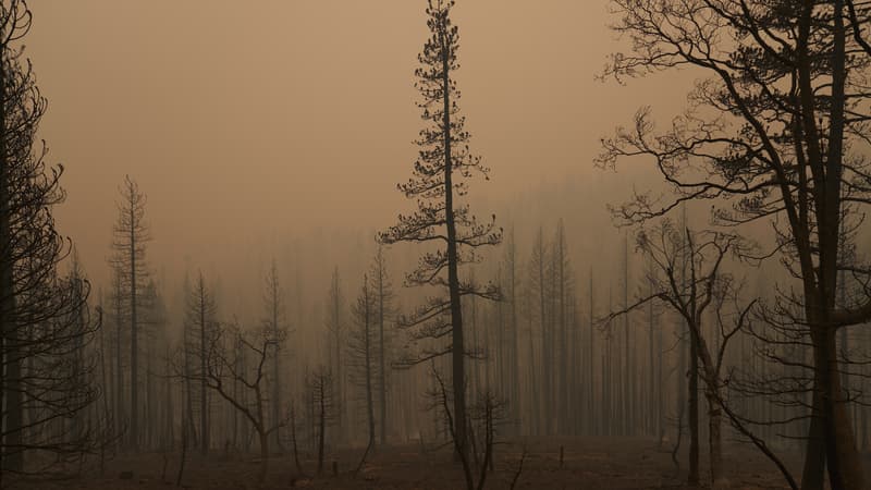 Vue d'un bois californien après le passage du Caldor Fire. 