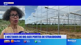 Strasbourg: trois hectares de bio aux portes de la ville