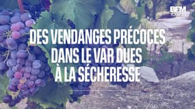 Var: la saison des vendanges débute plus tôt à cause de la sécheresse