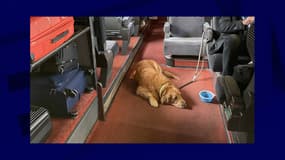 Photo d'un chien présent à bord d'un train SNCF publié le 25 février 2024 par Anne-Yvonne Le Dain sur X (ex-Twitter). 