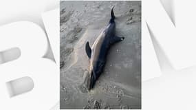 Le corps du dauphin a été retrouvé sur la plage de Dannes, dans le Pas-de-Calais.