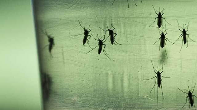 Le moustique-tigre peut transmettre la dengue, le chikungunya, mais également le virus Zika