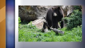Les deux oursons sont sortis de leur tanière 