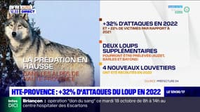Alpes-de-Haute-Provence: les attaques de loup en augmentation en 2022