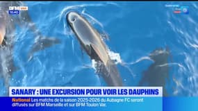 Sanary : une excursion pour voir les dauphins 
