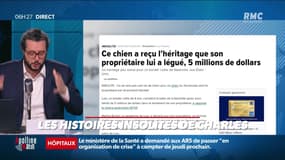 « Les 3 histoires de Charles Magnien » : Flirter pour mieux bosser, un homme avale un AirPod dans son sommeil et un chien hérite de 5 millions de dollars - 15/02
