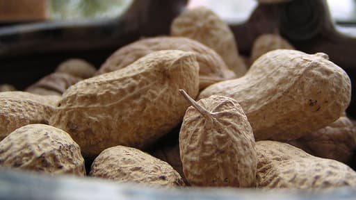 Un enfant sur cinq, et 10 millions de personnes dans le monde sont allergiques aux arachides.