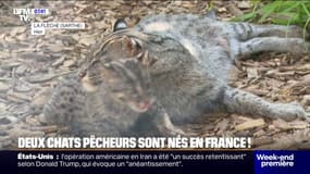 Deux bébés chats pêcheurs, une espèce menacée, sont nés au Zoo de La Flèche 