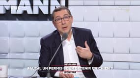 Faut-il un permis pour détenir un chien ? - 08/02