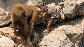 Les babouins du zoo de la Citadelle, à Besançon, démontent les pierres des murailles qui les encerclent.