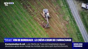 "Tout ça va disparaître": les agriculteurs de Gironde ont débuté l'arrachage des vignes