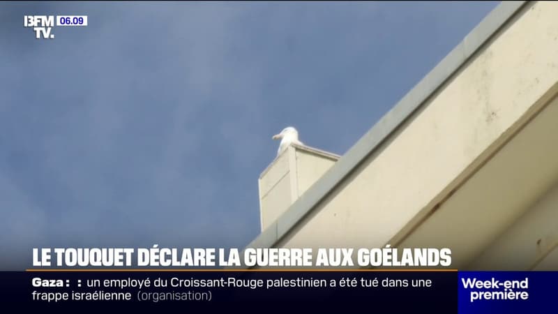 Au Touquet, des mesures prises pour limiter la présence de goélands en ville