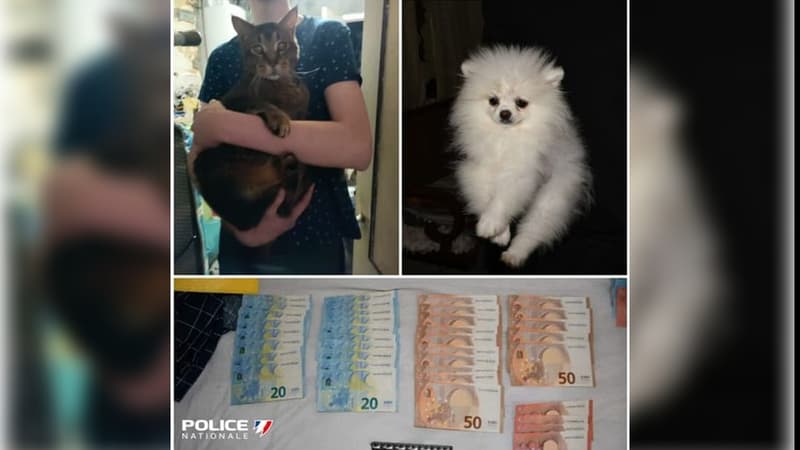 Les 80 animaux avaient été saisis près du Havre le 7 juin dernier.