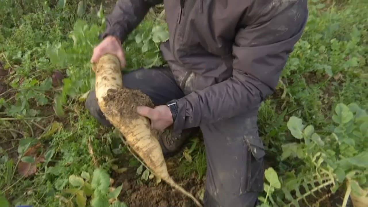 Un maraîcher de Loire-Atlantique montre un radis qui a poussé plus tôt et un plus vite en raison de la douceur hivernale, janvier 2023 Un maraîcher de Loire-Atlantique montre un radis qui a poussé plus tôt et un plus vite en raison de la douceur hivernale, janvier 2023