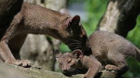 La mère et l'un de ses bébés fossas au Parc Zoologique de Paris, le 24 juillet 2025