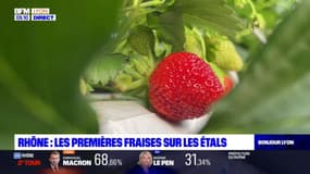 Rhône: les premières fraises de la saison récoltées