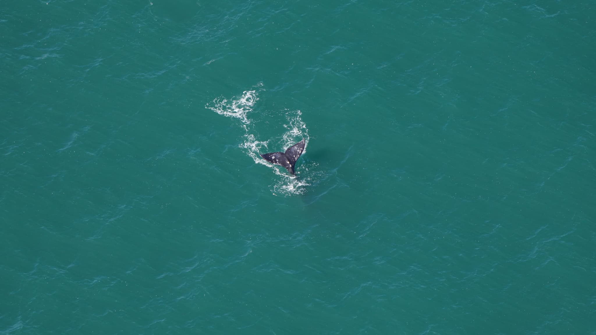 Une baleine grise observée le 1er mars 2024 au sud du Nantucket dans le Massachusetts par l'Aquarium de la Nouvelle-Angleterre (États-Unis). 