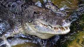 Un crocodile - Image d'illustration