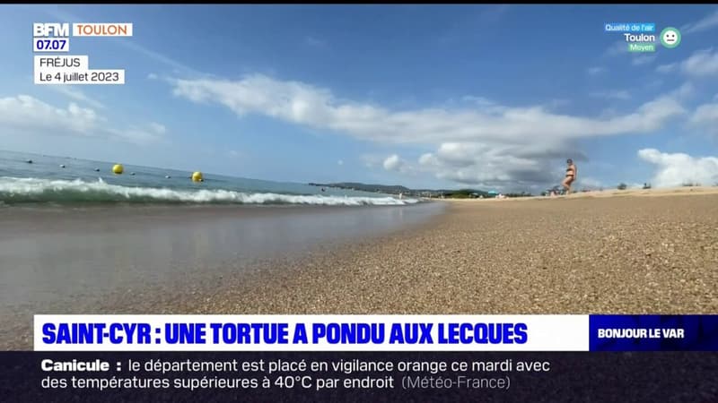 Une tortue a pondu sur la plage des Lecques à Saint-Cyr-sur-Mer