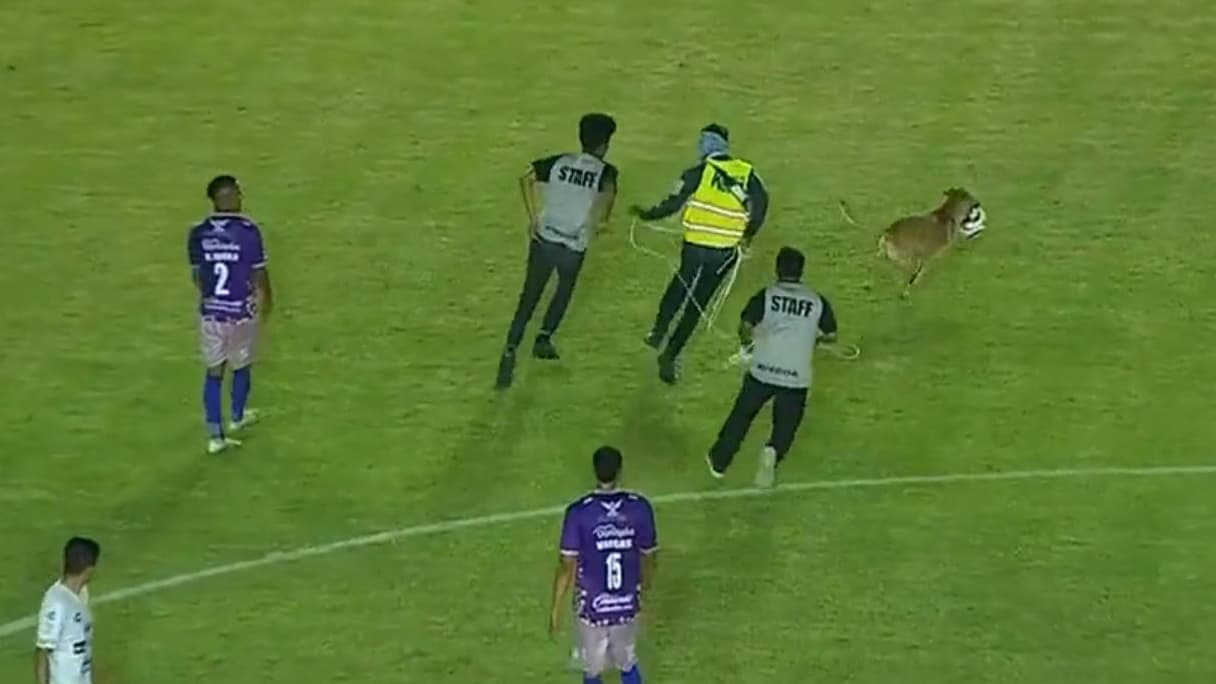 Un perro interrumpe un partido de fútbol al botar el balón a los azafatos