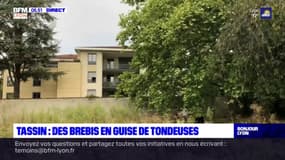 Tassin: la mairie fait appel à un troupeau de brebis pour désherber le terrain municipal