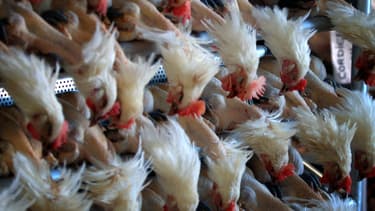 Un abattoir en Bresse (illustration)