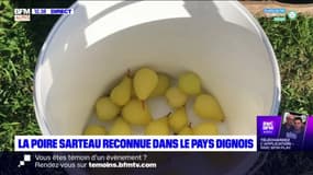 Alpes-de-Haute-Provence: la poire Sarteau reconnue dans le pays dignois