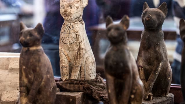Des momies de chats