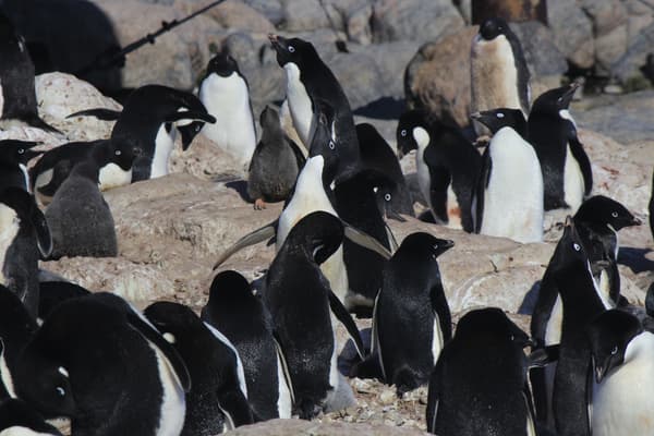 Des manchots Adélie à proximité de la base scientifique française Dumont-d'Urville, en Antarctique, en 2020 Des manchots Adélie à proximité de la base scientifique française Dumont-d'Urville, en Antarctique, en 2020