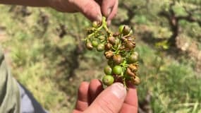 Certains vignerons du Beaujolais accusent des pertes qui représentent plus d'un an et demi de travail.