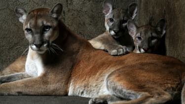 Une femelle puma et ses deux petits dans un zoo au Nicaragua, le 25 janvier 2012