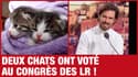 Demanche pirate le 3216 - Deux chats ont voté à la présidence LR