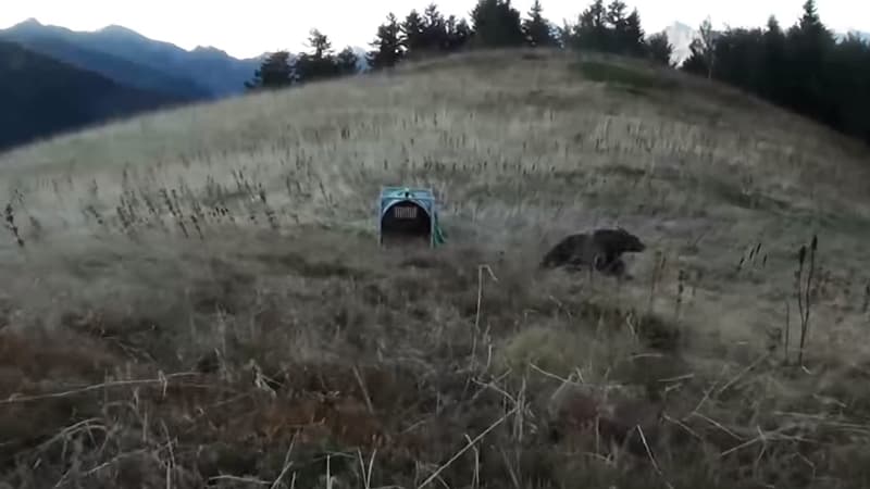 L'ourse Claverina, relâchée le jeudi 4 octobre 2018.