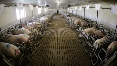 Système U garde son prix du porc (photo d'illustration).