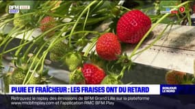 Pas-de-Calais: en raison de la pluie et de la fraîcheur, les fraises ont du retard 