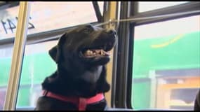 Cette chienne amuse la galerie en prenant le bus toute seule