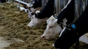 L'élevage est à lui seul responsable de 59% des émissions de l'agriculture