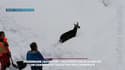 Ils sauvent un chamois pris dans une avalanche en Autriche