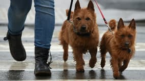Une personne emmène ses chiens au salon Crufts pour être présentés à l'exposition canine, le 8 mars 2018 à Birmingham