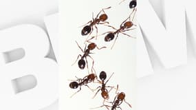 Des fourmis de feu (PHOTO D'ILLUSTRATION)