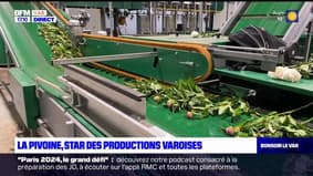 Var: le département principal producteur de pivoines, près de 150.000 tiges emballées chaque jour à Hyères