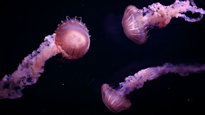 Des méduses à l'Aquarium de Paris le 16 janvier 2019