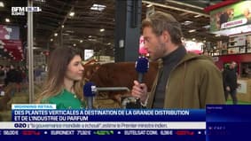 Morning Retail : Des plantes verticales à destination de la grande distribution et de l'industrie du parfum, par Noémie Wira - 02/03