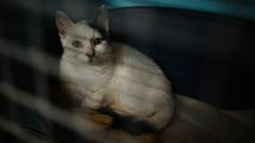 Un chat disponible à l'adoption se couche dans sa cage au nouveau refuge de la Société Protectrice des Animaux à Gennevilliers, dans les Hauts-de-Seine, le 7 novembre 2024 (Photo d'illustration)